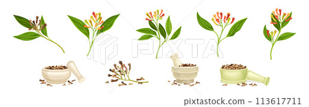 Clove Branch and Dry Seed Condiment Vector Set 113617711