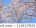 Cherry blossoms in full bloom 113617835