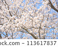 Cherry blossoms - full bloom 113617837