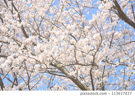 Cherry blossoms - full bloom Cherry blossoms - full bloom 113617837