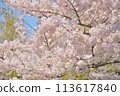 Cherry blossoms in full bloom! 113617840