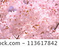 Cherry blossoms in full bloom ('ω') 113617842