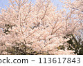 Cherry blossoms in full bloom (^^) 113617843
