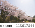 Cherry blossoms in full bloom (;∀;) 113617844