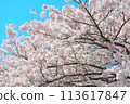 Cherry tree in full bloom 113617847
