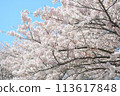 full bloom!!! 113617848
