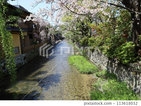 流經京都市祗園的白川河景 流經京都市祗園的白川河景 113618032