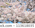 Sakura~ra~ 113618035