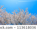Well, that's it! 113618036