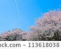 Cherry blossoms in full bloom shining in the blue sky 113618038