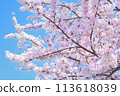 Cherry blossoms in full bloom shining in the blue sky 113618039