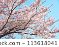 Cherry blossoms in full bloom shining in the blue sky 113618041