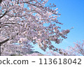 Shining cherry blossoms in full bloom 113618042