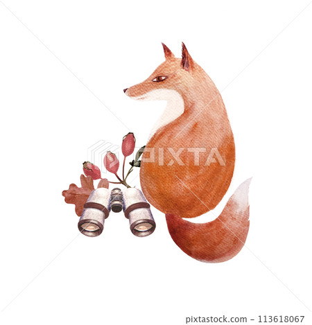Fox with a binocular, rose hip twig watercolor illustration isolated on white. Hand drawn high quality art in simple flat style for woodland kids designs, textile, interior decor, stickers, logo Fox with a binocular, rose hip twig watercolor illustration isolated on white. Hand drawn high quality art in simple flat style for woodland kids designs, textile, interior decor, stickers, logo 113618067