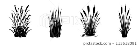 Silhouette of reeds on a white background. Set of swamp grass elements. Swamp vegetation for design 113618091