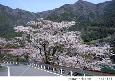 Driving along the shores of Odo Dam with cherry blossoms in bloom (Niyodogawa Town, Kochi Prefecture) 113618131