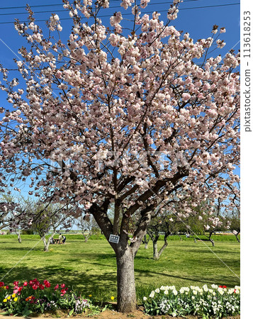 櫻花普賢三與鬱金香 113618253