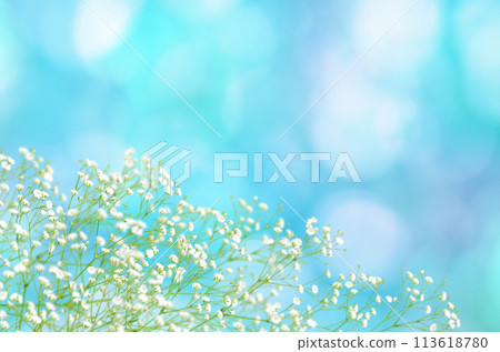 Summer-colored sunlight filtering through the trees and gypsophila, a refreshing background full of light 113618780