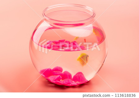 Small aquarium bowl for fishes 113618836