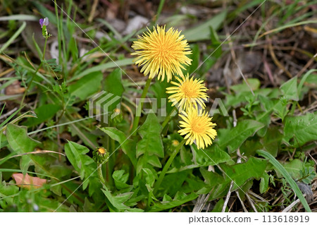 蒲公英（本地物種） 113618919