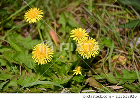 蒲公英（本地物種） 113618920