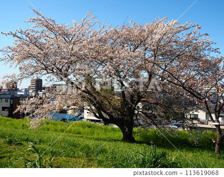川口市荒川櫻花堤上的櫻花樹盛開 113619068