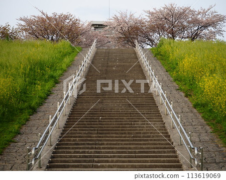 川口市荒川櫻花堤上的櫻花樹盛開 113619069