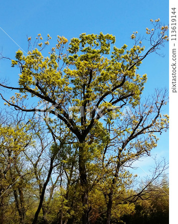 清新的綠色在藍天的襯托下熠熠生輝 清新的綠色在藍天的襯托下熠熠生輝 113619144