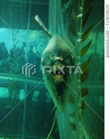 與翻車魚互相凝視 與翻車魚互相凝視 113619220