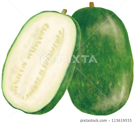 Winter melon illustration cross section 113619555