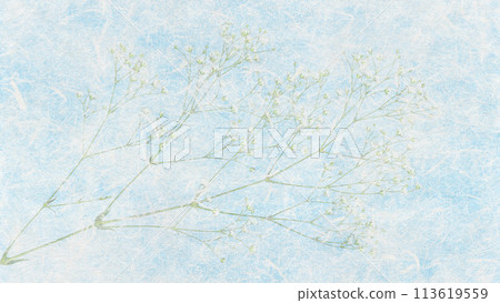 Natural baby's breath mixed into sky-blue Unryu washi paper. Natural baby's breath mixed into sky-blue Unryu washi paper. 113619559