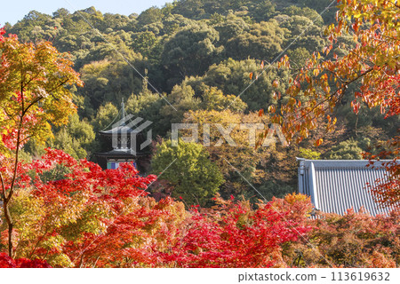 秋葉包裹的多寶塔、秋葉的京都永觀堂、京都秋葉名勝、京都秋天的熱門景點 113619632