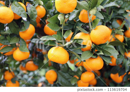 Mandarin fruits in the mandarin orange field Mandarin fruits in the mandarin orange field 113619704