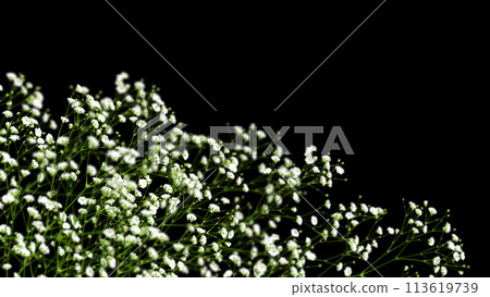 奢華的黑色背景下綻放出深邃感的滿天星 奢華的黑色背景下綻放出深邃感的滿天星 113619739