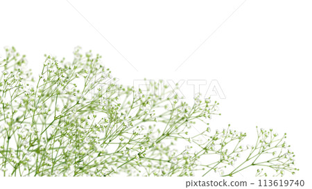 Gypsophila flowers blooming on a pure white background create a sense of depth 113619740