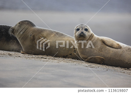 A beautiful seal lies on the sand. Blue sea in the background. A seal rests on golden sand. The seal sleeps after eating. 113619807