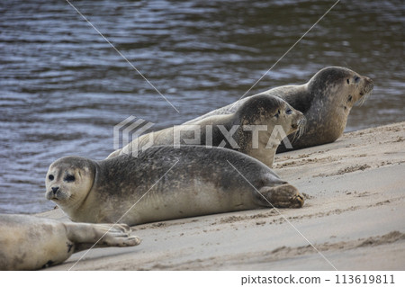 A beautiful seal lies on the sand. Blue sea in the background. A seal rests on golden sand. The seal sleeps after eating. A beautiful seal lies on the sand. Blue sea in the background. A seal rests on golden sand. The seal sleeps after eating. 113619811