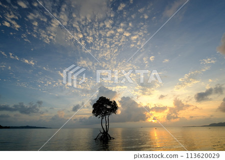 石垣島名倉灣的一片紅樹林 石垣島名倉灣的一片紅樹林 113620029