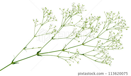 Kirinuki Kasumigusa, which can be used freely on a transparent background Kirinuki Kasumigusa, which can be used freely on a transparent background 113620075