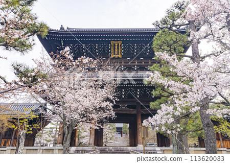 京都黑谷孔海光明寺大門與櫻花 京都黑谷孔海光明寺大門與櫻花 113620083