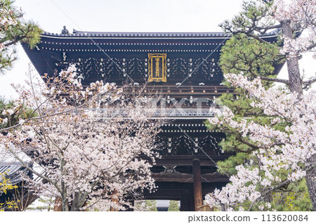 京都黑谷孔海光明寺大門與櫻花 京都黑谷孔海光明寺大門與櫻花 113620084