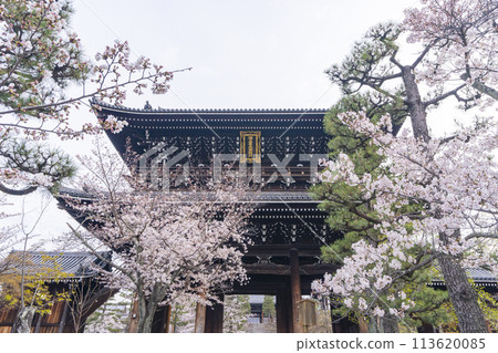 京都黑谷孔海光明寺大門與櫻花 113620085