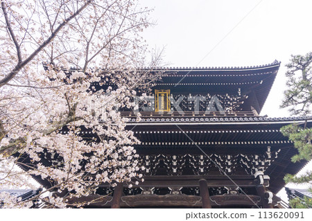 Kyoto Kurodani Konkai Komyoji Temple, mountain gate and cherry blossoms 113620091