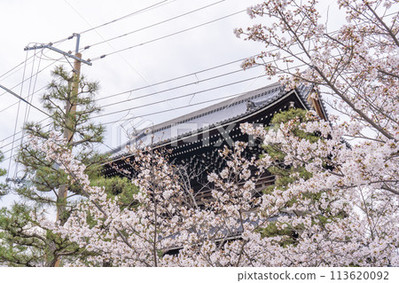 Kyoto Kurodani Konkai Komyoji Temple, mountain gate and cherry blossoms 113620092