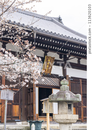 春天的京都、黑谷、空海光明寺、櫻花和阿彌陀堂 113620103