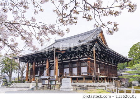 Spring in Kyoto, Kurodani, Konkai-Komyoji Temple, cherry blossoms and Miedo Hall 113620105