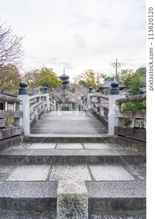 春天的京都，空海光明寺，櫻花和三層寶塔（文殊塔） 113620120