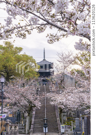 春天的京都，空海光明寺，櫻花和三層寶塔（文殊塔） 113620126