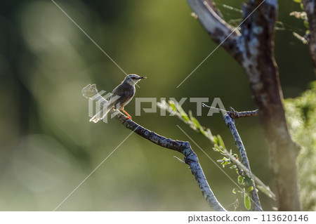 Black chested Prinia in Kruger National park, South Africa 113620146