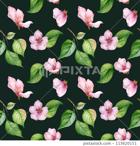 Pink flowers of apple tree and leaves seamless pattern watercolor isolated on dark. Blossom fruit tree branch hand drawn. Design element for packaging, backdrop, wallpaper, textile 113620151